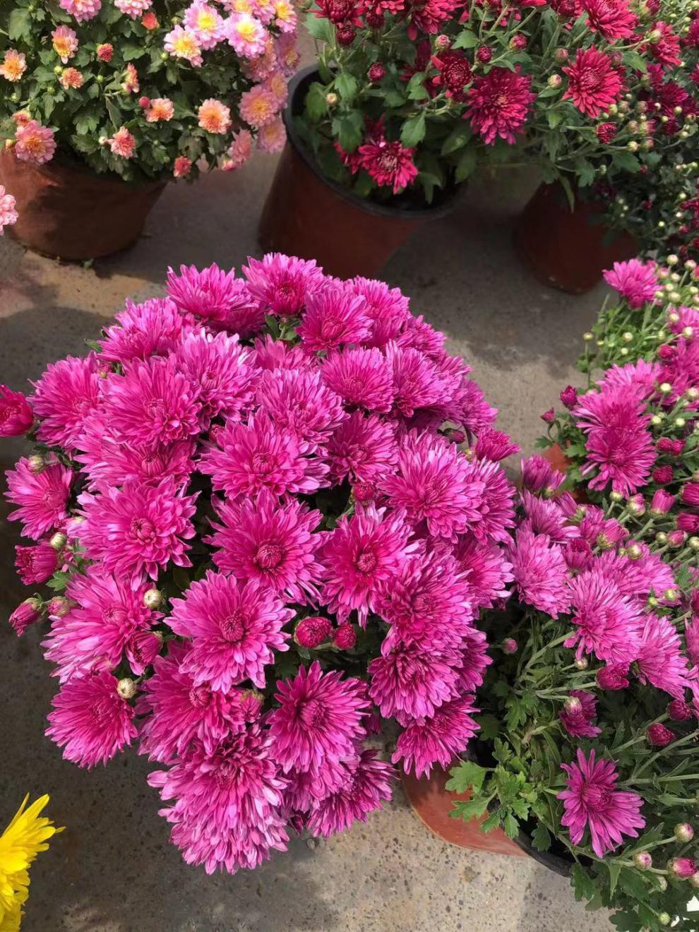 苗四季开花盆栽室内外阳台绿植花卉千头球秋菊 荷兰菊黄色(带花苞) 不