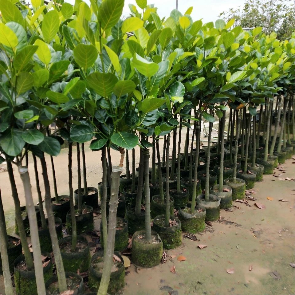 菠萝蜜苗南方北方种植四季菠萝蜜树苗马来西亚1号木菠萝当年结果 化肥