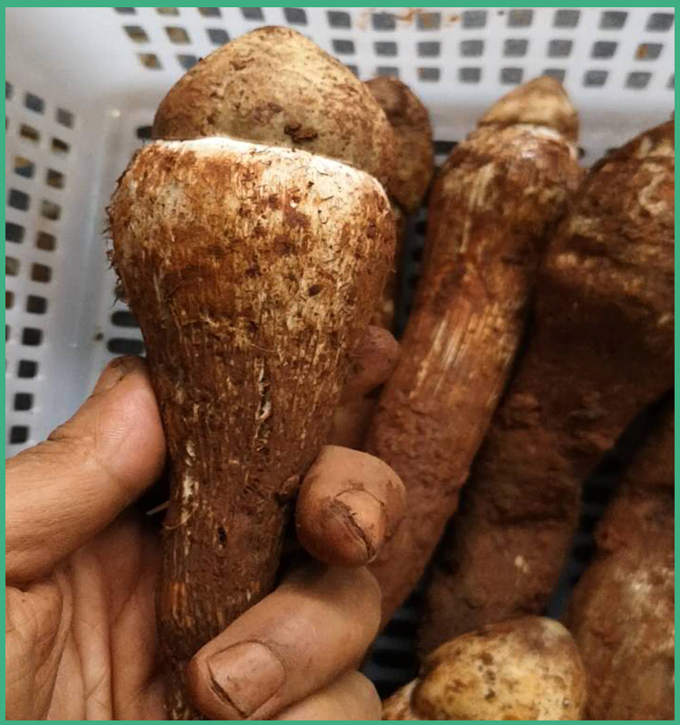 【新鲜空运】鸡枞菌云南特产野生菌食用菌蘑菇鸡棕鸡纵菌500g 鸡枞菌