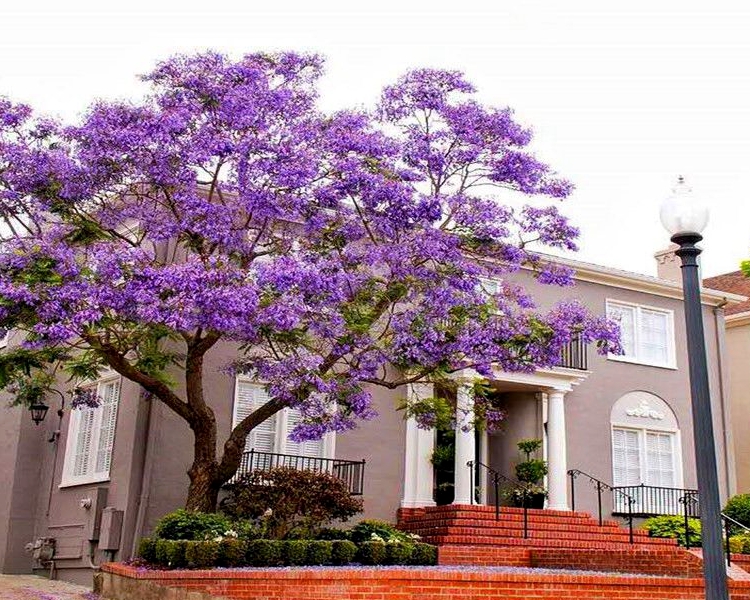 耐寒蓝花楹树苗珍贵名树别墅庭院风景树凤凰木风铃木乔木大树花苗蓝