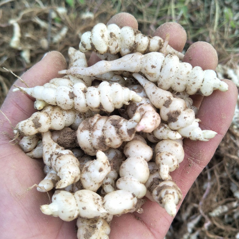 新鲜地环宝塔菜小个螺丝菜甘露种子草石蚕地牯牛玉葫芦农家蔬现挖3斤