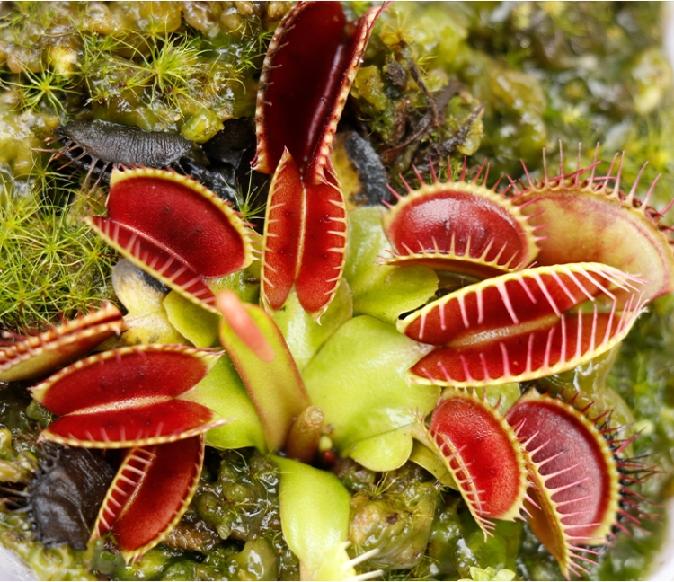 食人花大捉蝇草盆栽食虫植物食蝇草食虫草猪笼草吃苍蝇蚊子小草美人齿