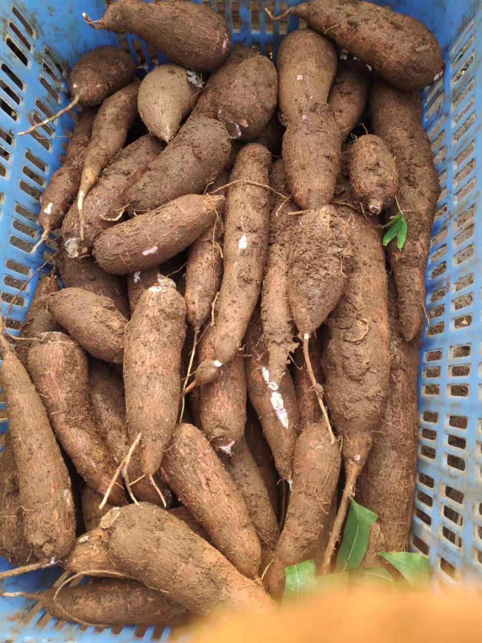 【木薯】海南正宗红皮白肉新鲜木薯自家现挖新鲜黄心板栗薯木番薯 15