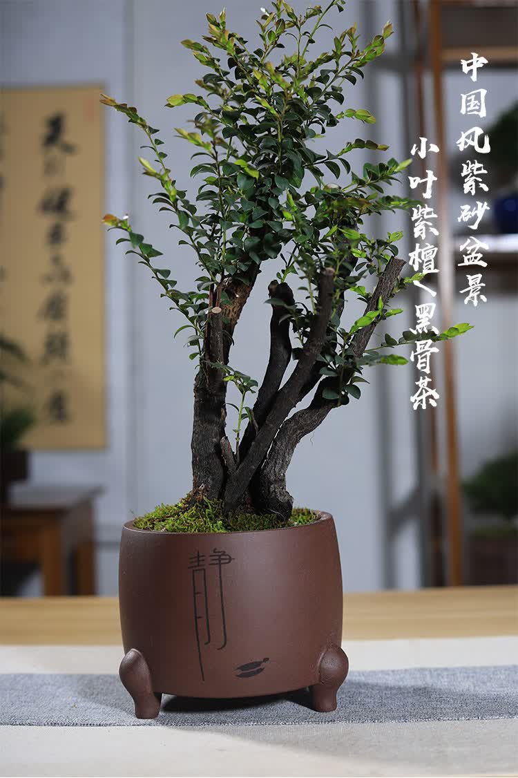 小叶紫檀黑骨茶老桩四季常绿紫砂盆景书房茶几中国风室内盆栽摆件 多