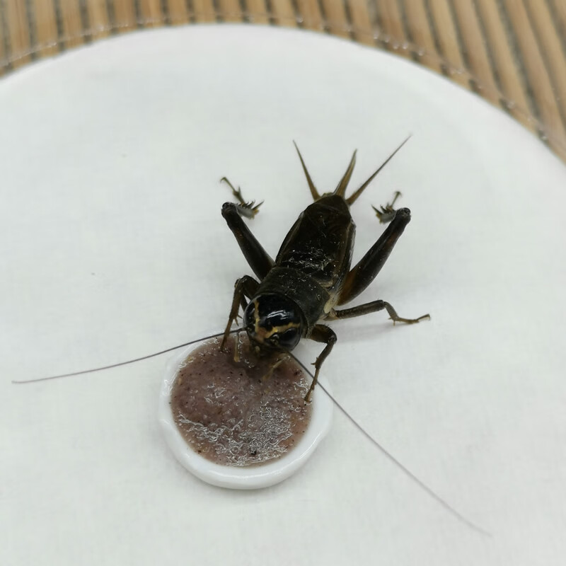 新型蝈蝈饲料 鲁秋鸣鸣虫饲料粮食 蟋蟀蛐蛐蝈蝈油葫芦黑虫蛉虫 用品