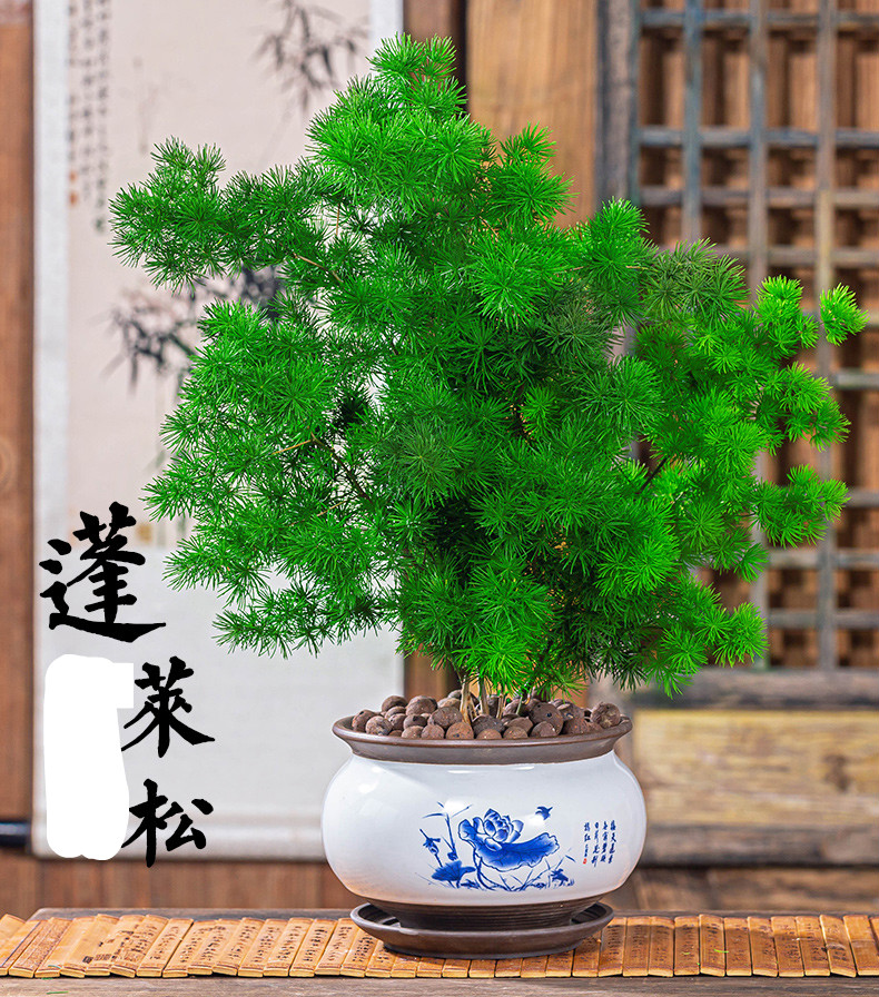 蓬莱松盆栽植物室内花卉四季常青桌面绿植小盆景 蓬莱松5年苗(不含盆)