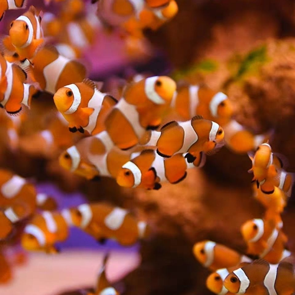 海水观赏鱼 小丑鱼宠物 公子小丑活体人工野生公子珊瑚双带黑背心 奥