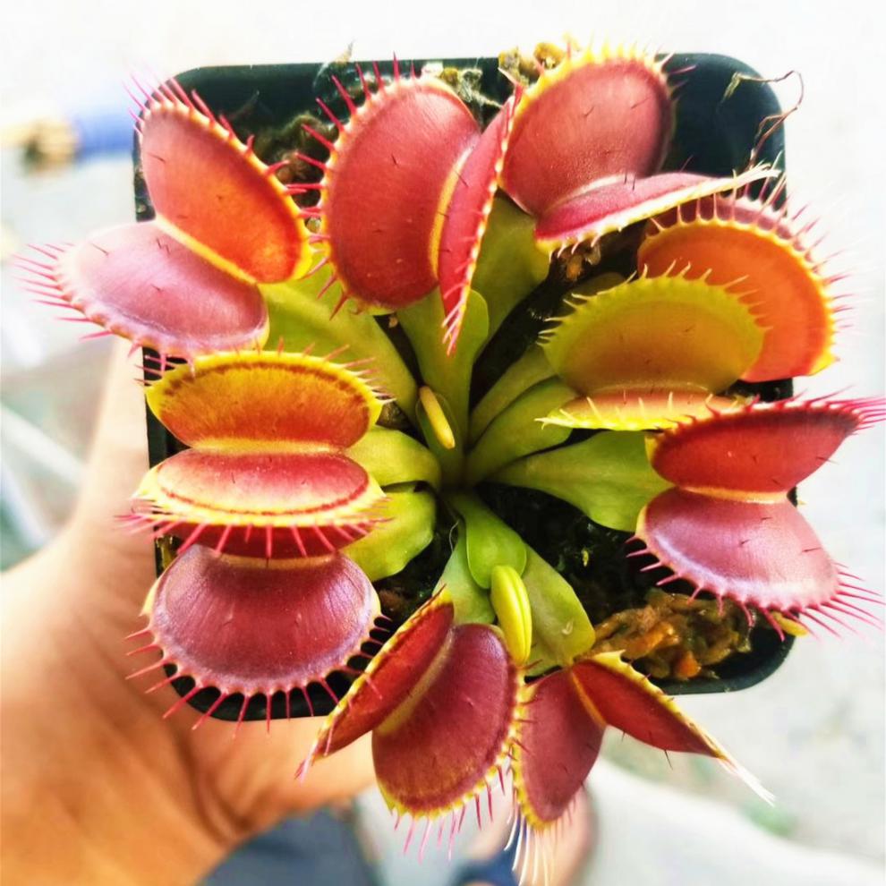 株爆盆捕蝇草多颗食人花猪笼草蚊草大夹子嘴扑蝇草红色鲨鱼带分株整体