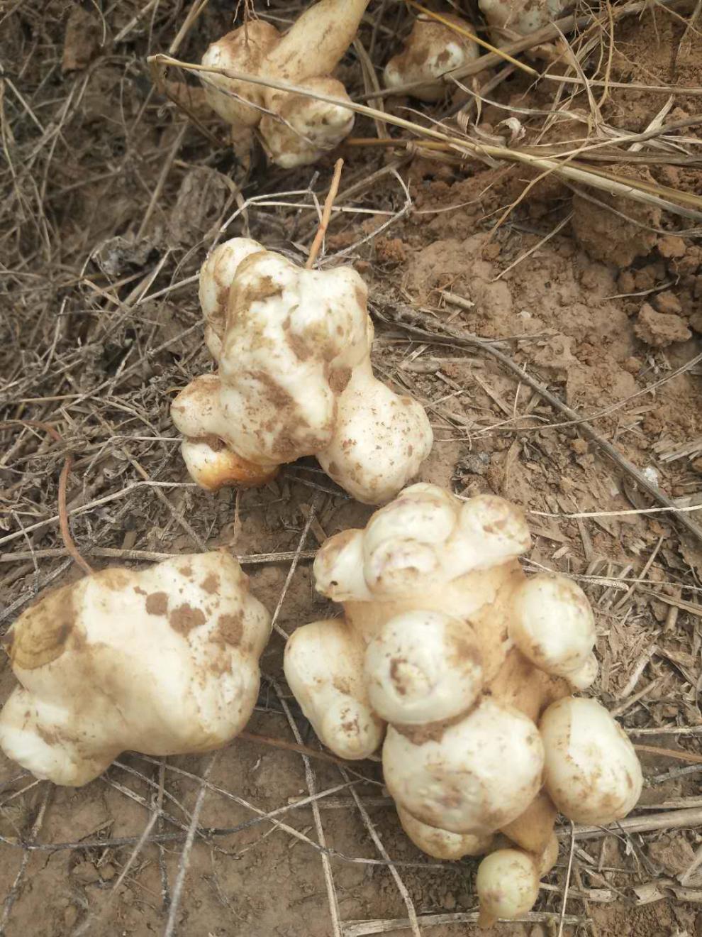 现挖野生新鲜洋姜鬼子不辣纯腌制泡菜野5斤装 500g【图片 价格 品牌