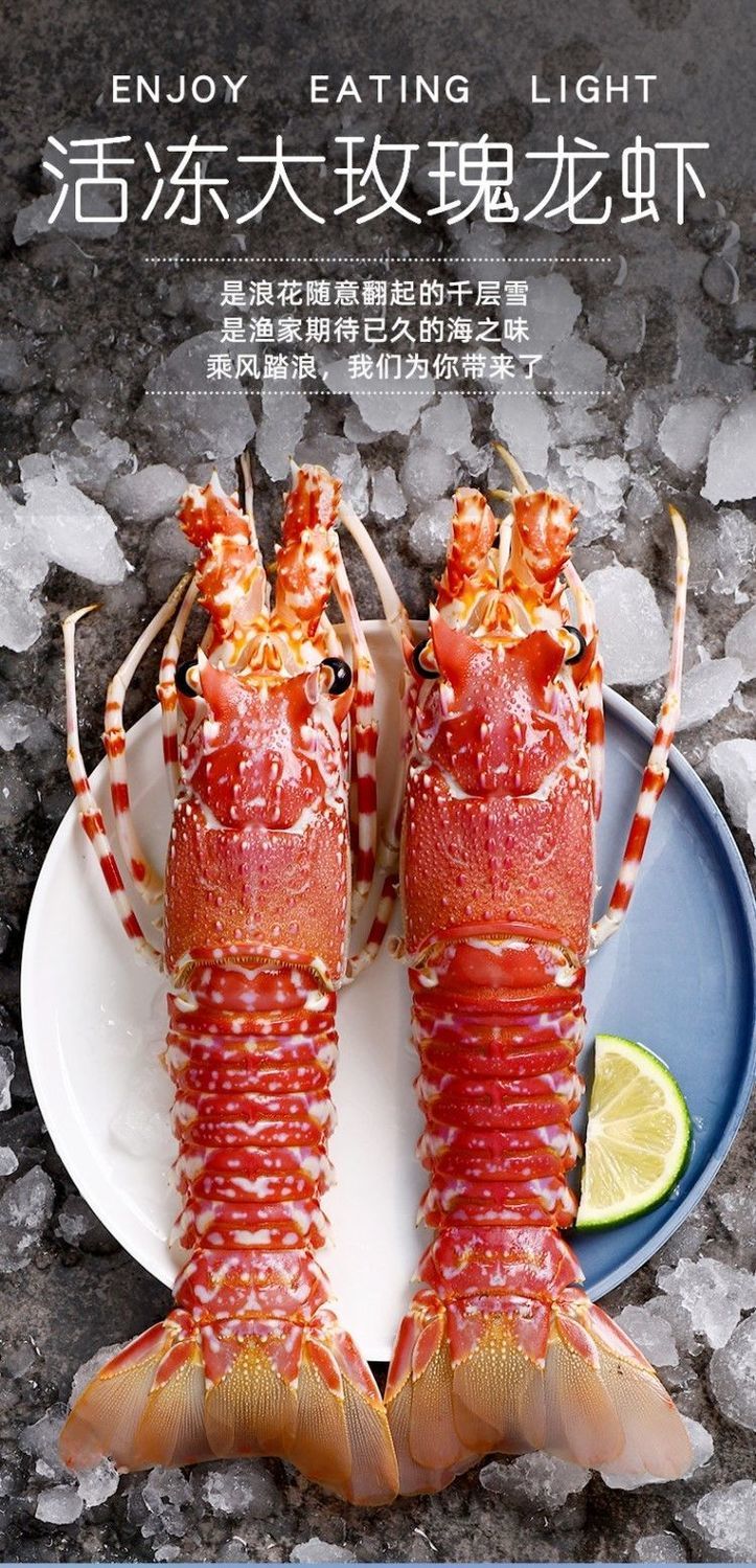 玫瑰龙超大莫桑比克小青龙虾澳龙红波龙刺身新鲜冻品查威布尔新品天鹅