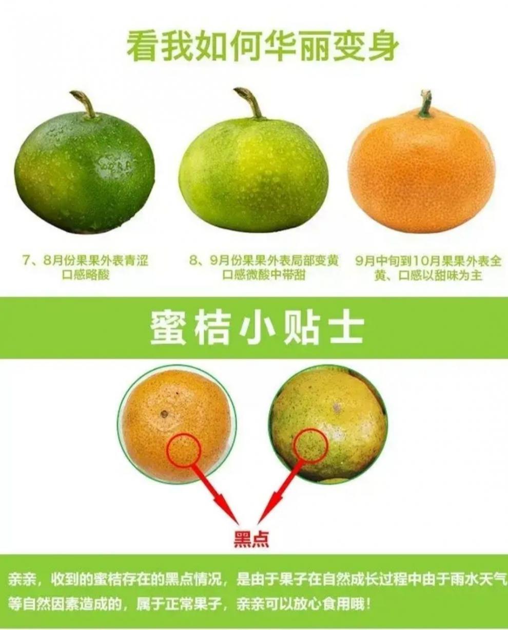 新鲜蜜/桔绿皮橘子青黄皮蜜/桔子甜橘子新鲜孕妇应季水果5斤,9斤装