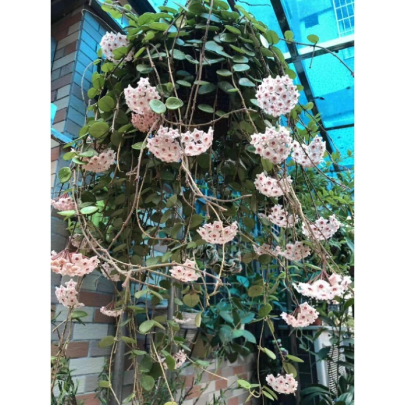 球兰盆载花爬藤庭院阳台球兰花苗室内爬藤吊兰盆栽花卉绿叶红巴顿匍匐