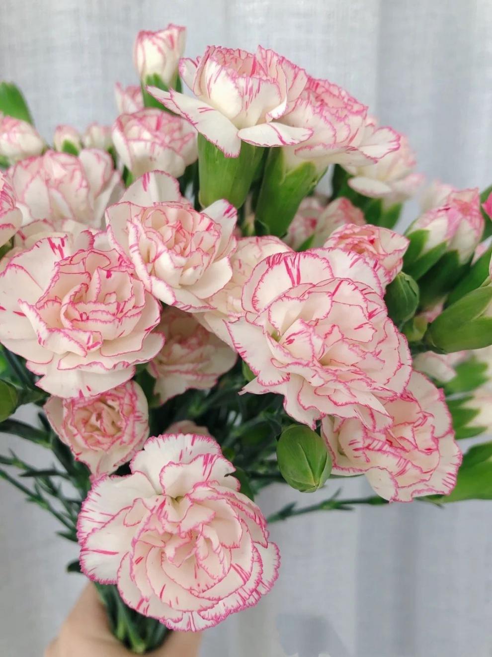 康乃馨鲜花批发真花多头康乃馨花束水养花鲜花速递母亲节礼物 旧故里