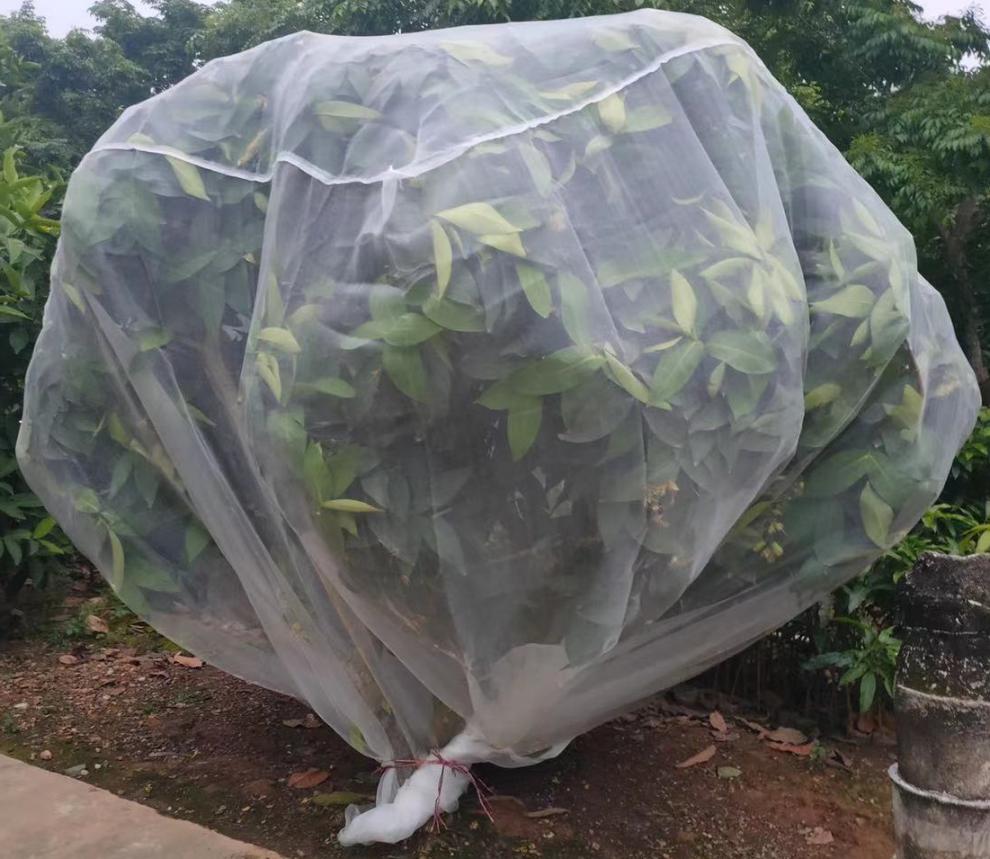 果树虫网大棚杨梅网罩樱桃疏菜虫鸟果蝇网套莲雾桃树罗幔蓝莓5米长5米
