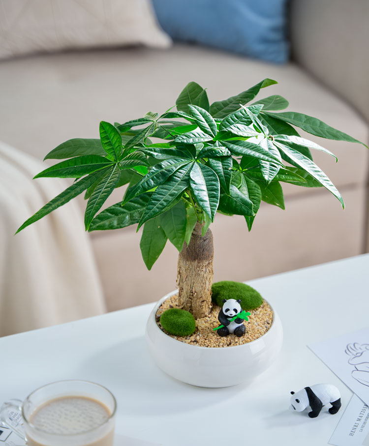 办公桌摆件绿植发财树小盆栽摆件植物室内绿植办公室办公桌面小盆景好