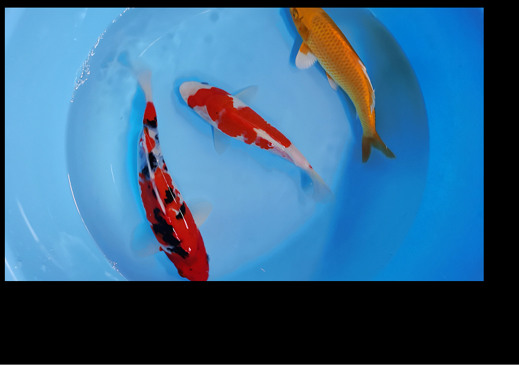 活鱼淡水好养耐活冷水小型锦鲤幼苗活体810cm套餐纯种3条锦鲤三阳开泰