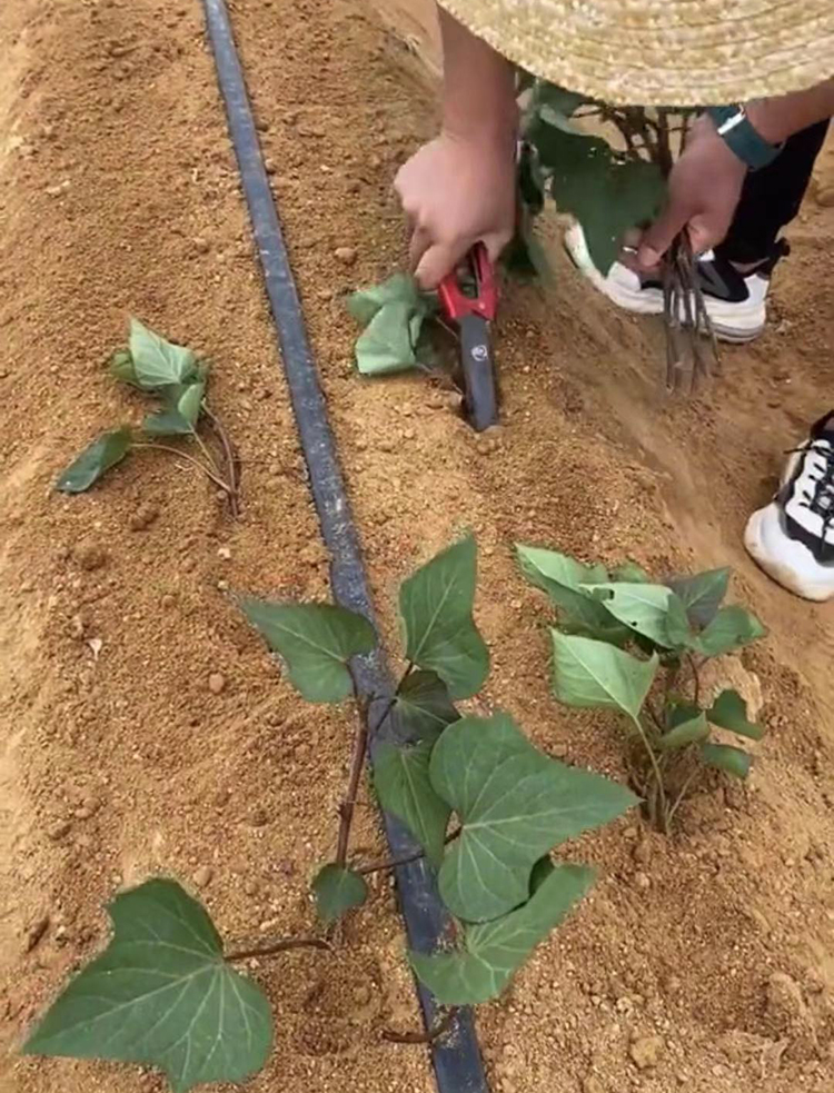 栽红薯苗 农用工具移苗栽苗器插苗插秧机栽地瓜种紫薯辣椒机械 红薯