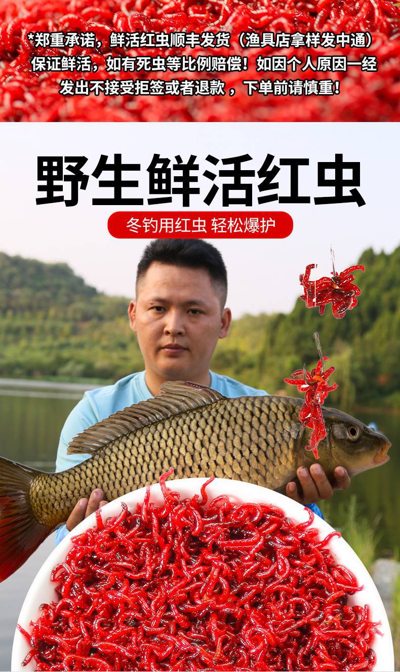 红线虫活体 活饵特大号公虫活体鲜活喂鱼拉饵鲫鱼黑坑野钓鱼饵料红虫