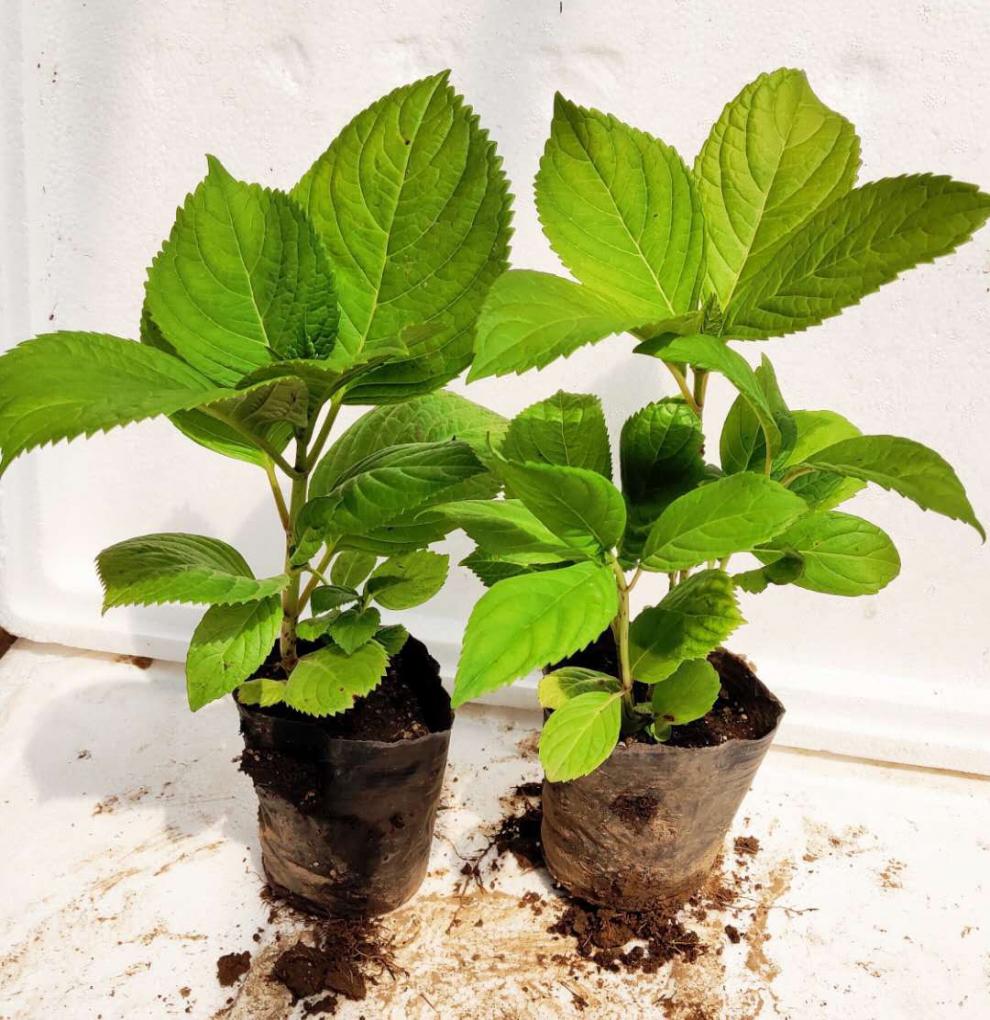 庭院耐寒绣球花小苗无尽夏灵感紫水晶新娘你我的永恒 含羞叶2 妖瞳2