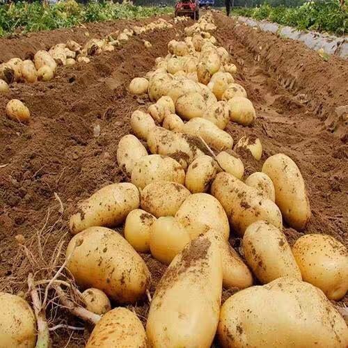 甘肃定西现挖沙地沙面白心老品种新土豆马铃薯洋芋5/9斤香津驿站 九斤