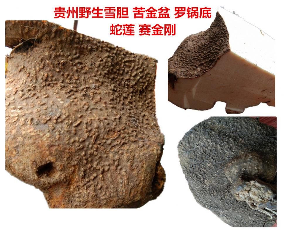 贵州蛇莲500g高山雪胆曲莲罗锅底苦金盆赛金刚