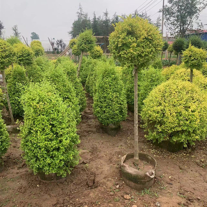 棒棒糖造型小叶女贞球别墅四季常青绿篱植物庭院风景楼顶绿化球形
