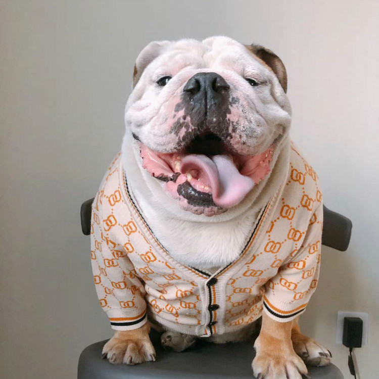 恶霸犬衣服冬潮牌英牛犬法斗牛犬巴哥秋冬胖狗狗毛衣两脚宠物过年绿色