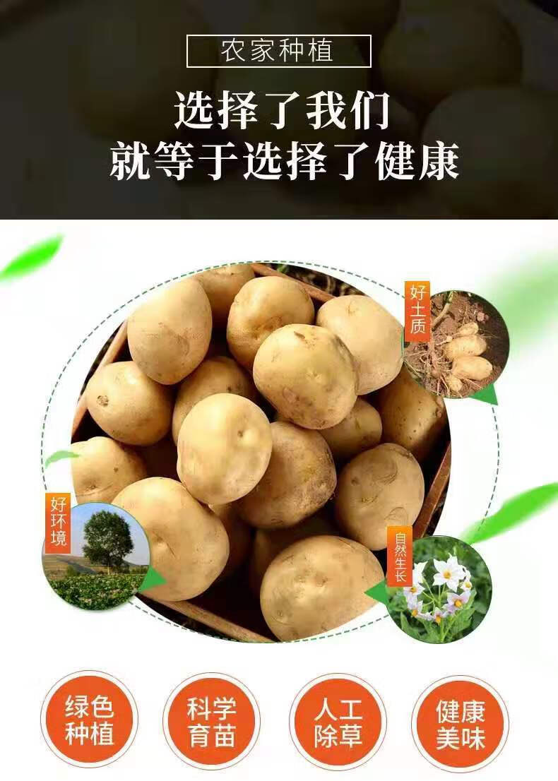 柘城助农馆内蒙古沙土地黄皮土豆黄心马铃薯洋芋现挖现发200400g3斤