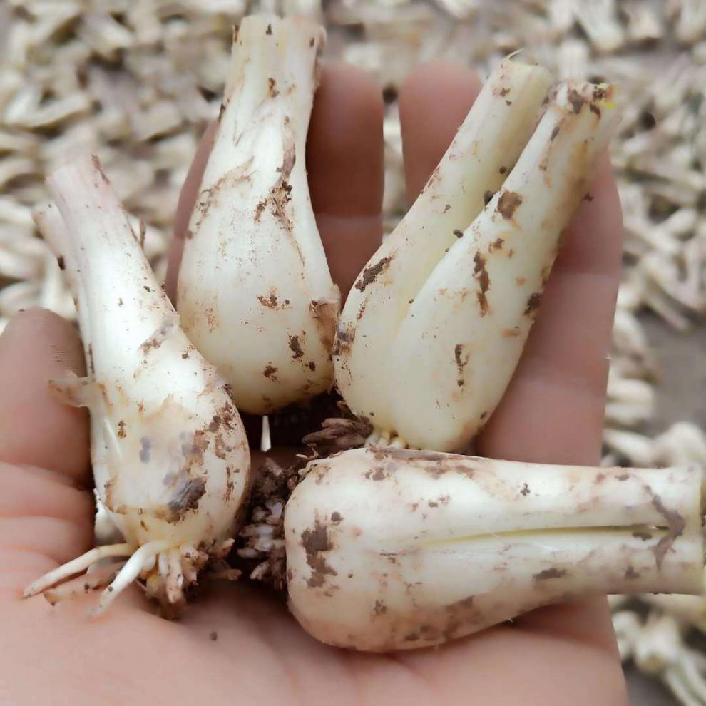 新鲜藠头荞头时令新鲜蔬菜茭头农家自种新鲜现挖叫头大教头5斤精选大