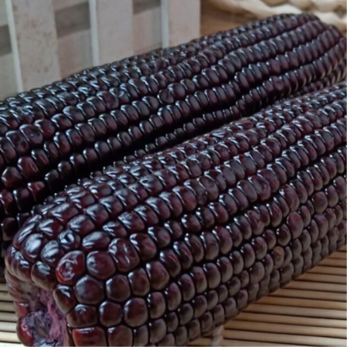 山西忻州黑玉米220克新鲜甜糯玉米棒子真空装粘苞米京挑细选220克8根