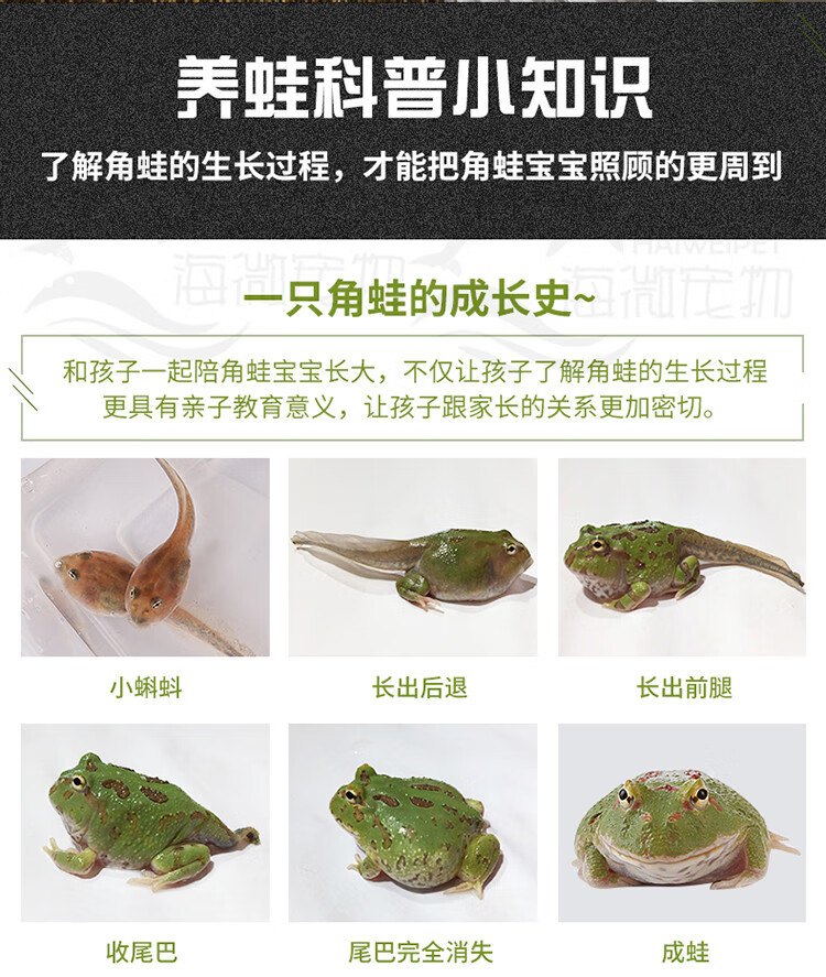 【火热促销】角蛙活体宠物青蛙绿角蛙蝌蚪黄金角蛙蝴蝶角蛙钟角蛙霸王
