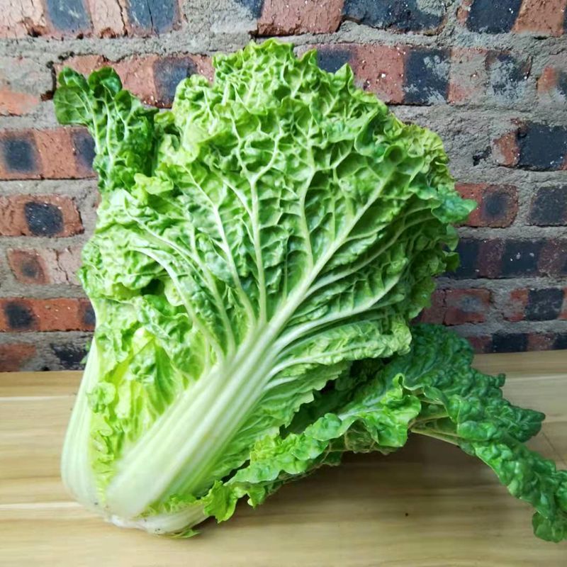 媚调 贵州青麻叶白菜农家老品种大白菜新鲜蔬菜火锅青麻菜露天包心