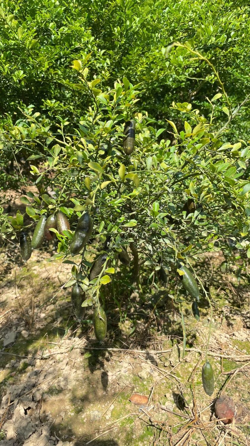 手指柠檬树苗新品种指橙柠檬苗嫁接果树苗当年结果南北方盆栽 初石 血