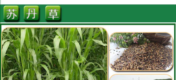 牧草种子多年生黑麦草紫花苜蓿草籽菊苣草甜象草苏丹草玉米草种四季