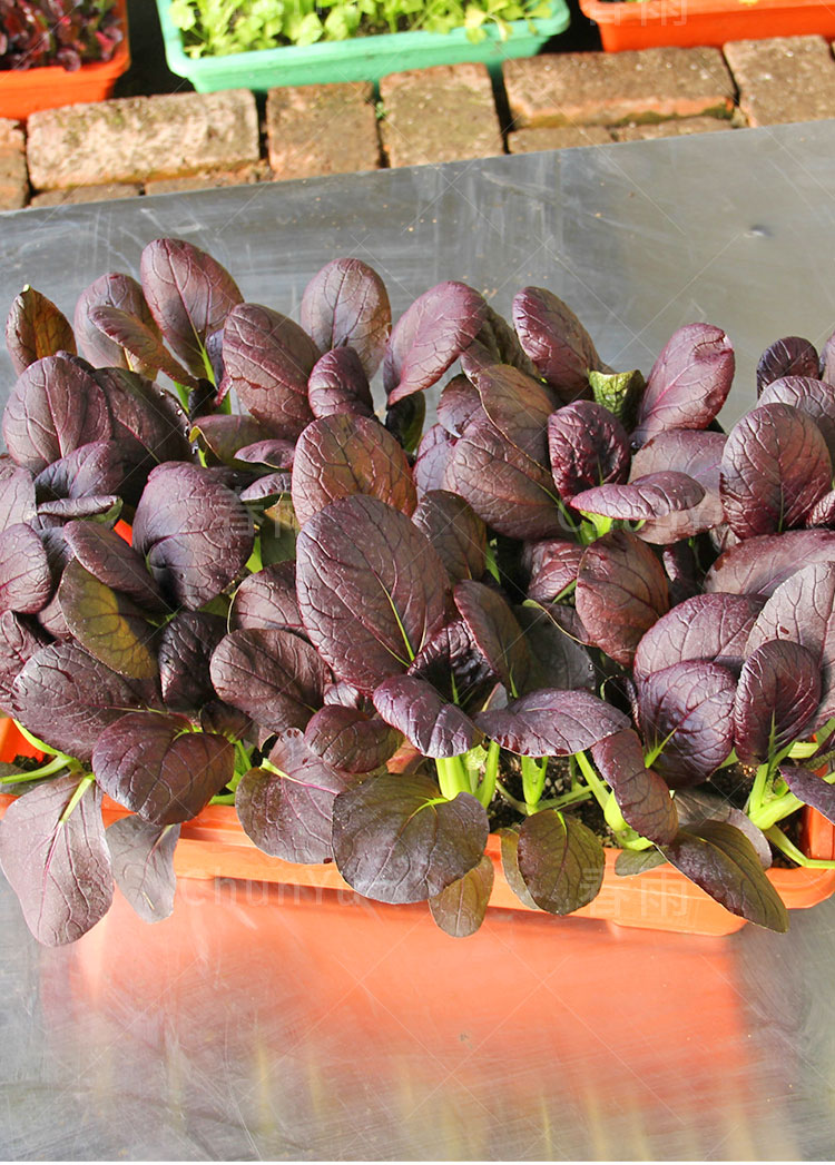 高产紫油菜种籽紫色油莱小白菜种子四季春秋季农家青菜南方蔬菜孑晓富