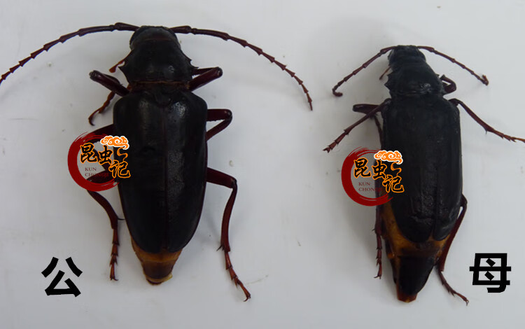 山水牛食用美味食用昆虫山虫牛山山牛水牛子公母新鲜 宓蝶 半斤公山山