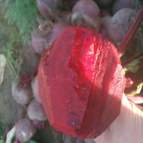 新鲜甜菜根红菜头甜菜头农产品蔬菜卡通馒头榨汁酵素中小果5斤大果5斤