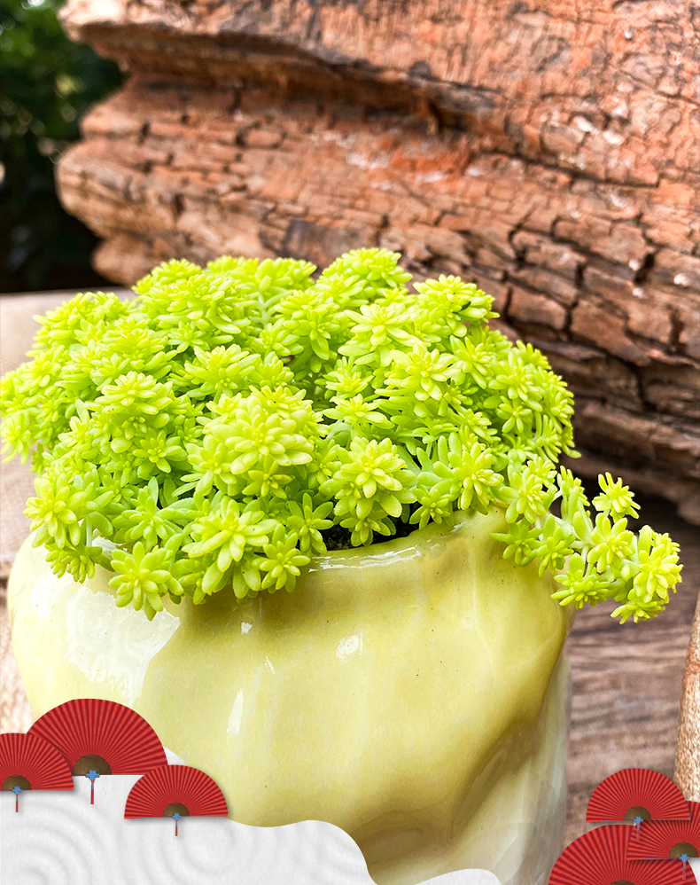 多肉植物黄金薄雪万年草办公室吸甲醛绿植小盆栽花卉肉肉奥普琳娜简约