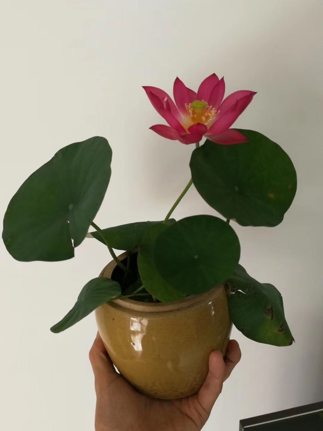 小微型碗莲荷花 水培庭院盆栽迷你碗莲植物四季成品苗 小酒莲 裸根不