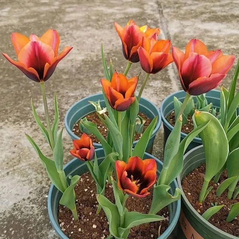 澜墨水培土培郁金香耐寒花卉秋冬开花郁金香盆栽植物花苗水养星星之火