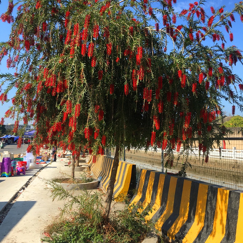 耐寒木本树苗串钱柳植物垂枝红千层红柳树庭院行道室外盆栽地栽树单枝