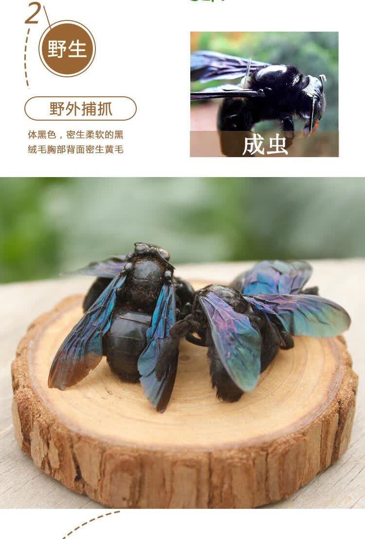 竹蜂乌竹蜂竹蜂盐竹蜂中药材乌竹蜂中药材店铺批发竹蜂100克