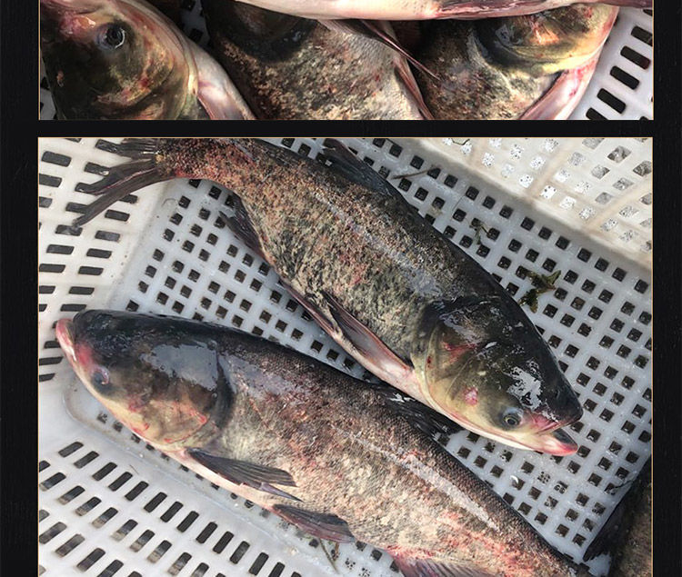 花鲢鱼现杀胖头鱼新鲜鳙鱼花鲢鱼头雄鱼淡水鱼花鲢整条