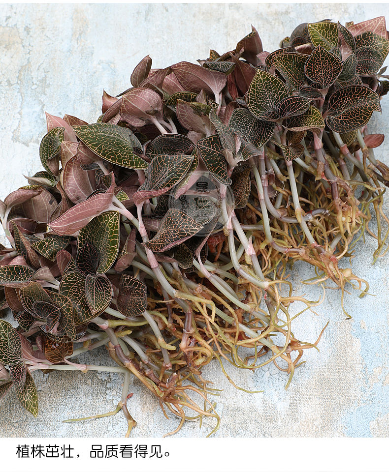 亏本卖新鲜金线莲鲜品250克福建南靖土楼林下种植整株种苗夜之君