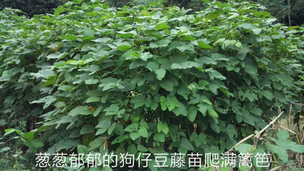 农家自晒干狗爪豆狗仔豆干狗儿豆干250克/500克猫爪豆干老鼠豆 原味