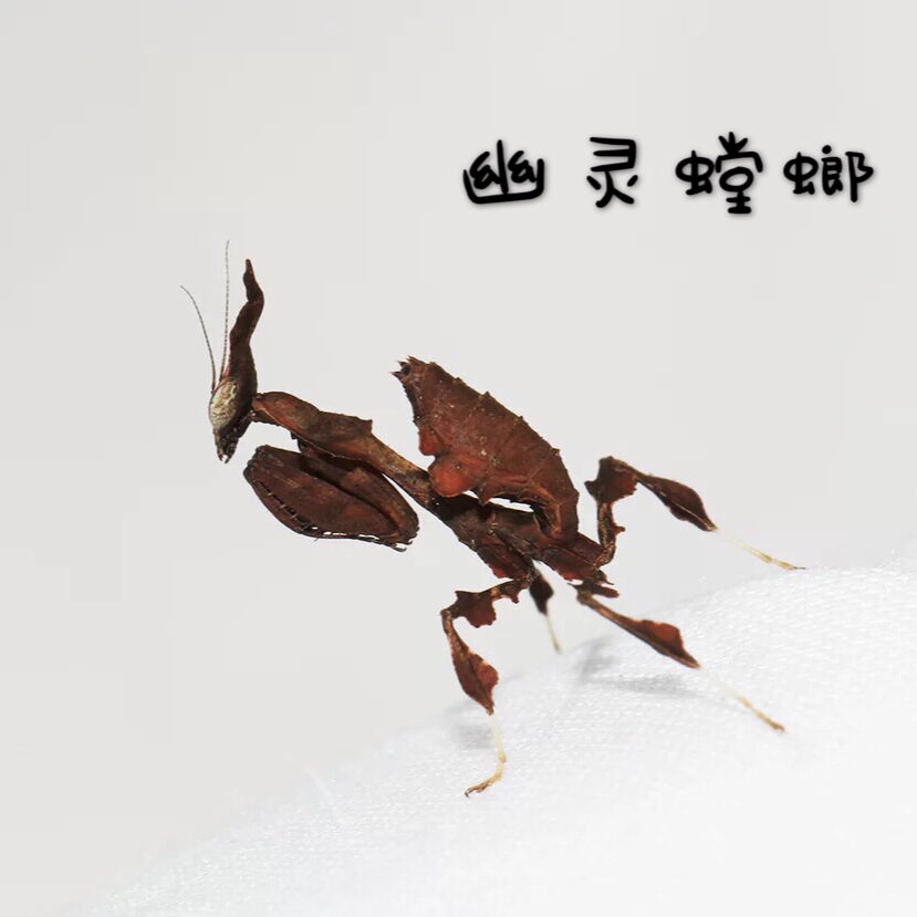 工匠头非洲幽灵螳螂活体另宠物昆虫活体眼班大刀广斧非洲大魔花刺花