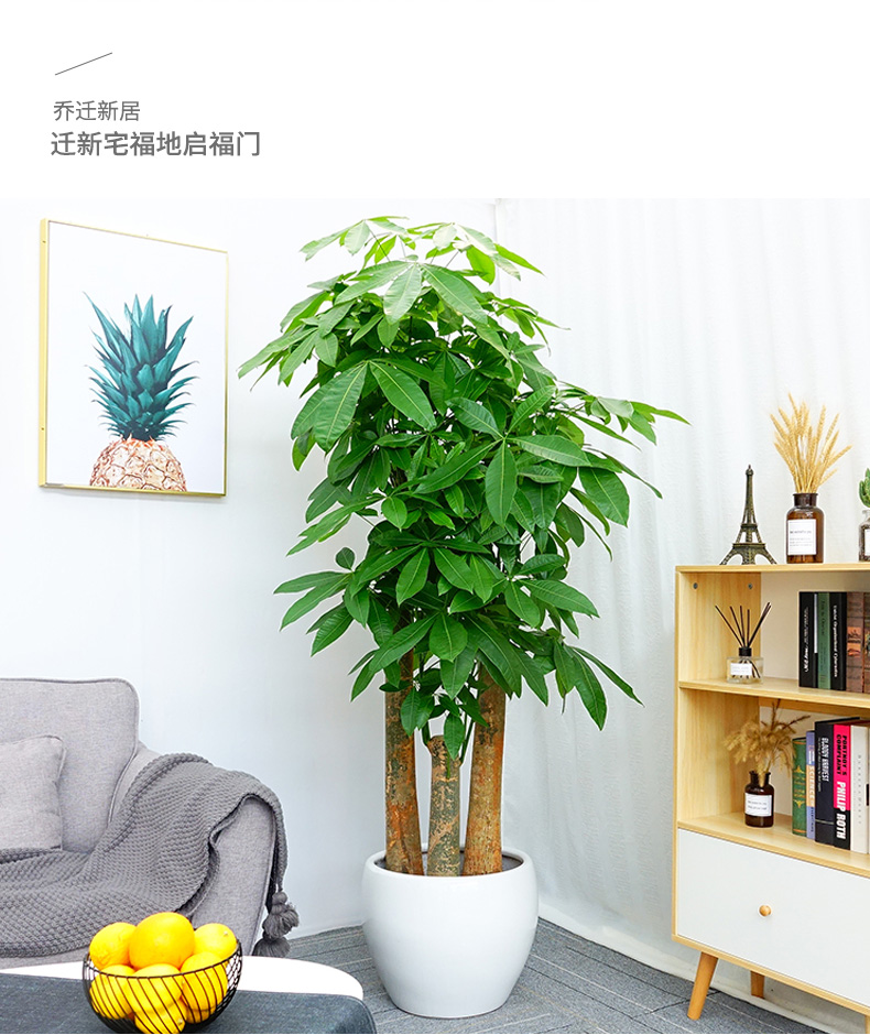 顺米步步高发财树盆栽大植物室内树绿植办公室大粗杆发财树北欧简约白