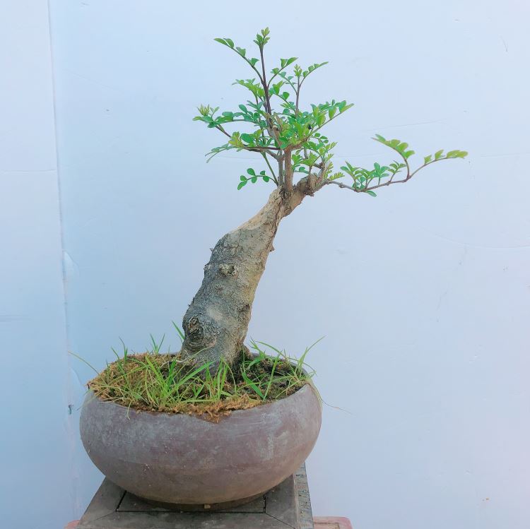 对节白蜡盆景微型盆景对节白腊对节白蜡老桩盆栽桌面绿植实物j383带