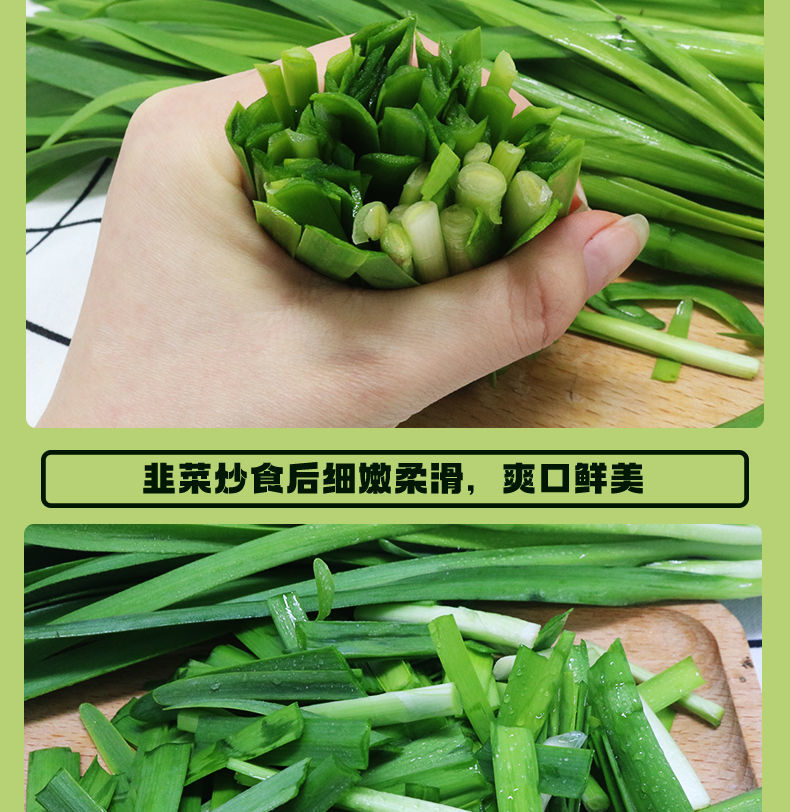 年货精选新鲜韭菜头茬l韭菜青韭菜山东寿光新鲜现割露天韭菜应季蔬菜