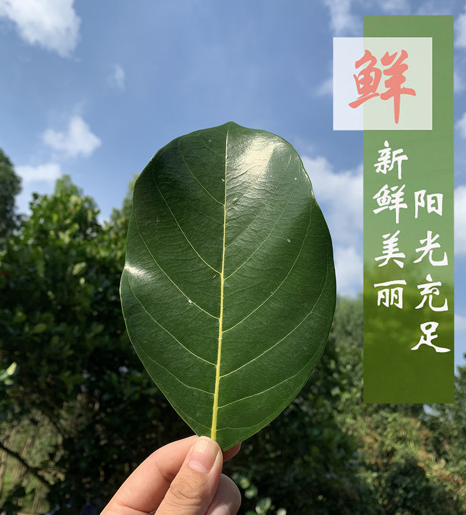 晨臻广东现摘新鲜菠萝蜜叶子树菠萝叶片产地直销170张